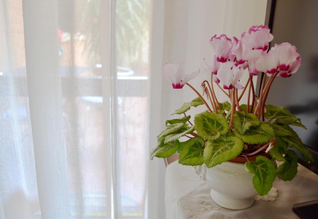 Fotografie z fotogalerie ubytování Da Virginia B&B v destinaci Verona