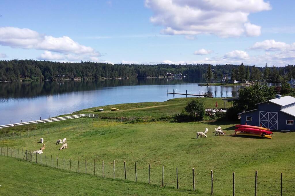 a group of animals grazing in a field next to a lake at Oceanfront Studio/Loft: Alpacas, Oysters & Kayaks in Shelton