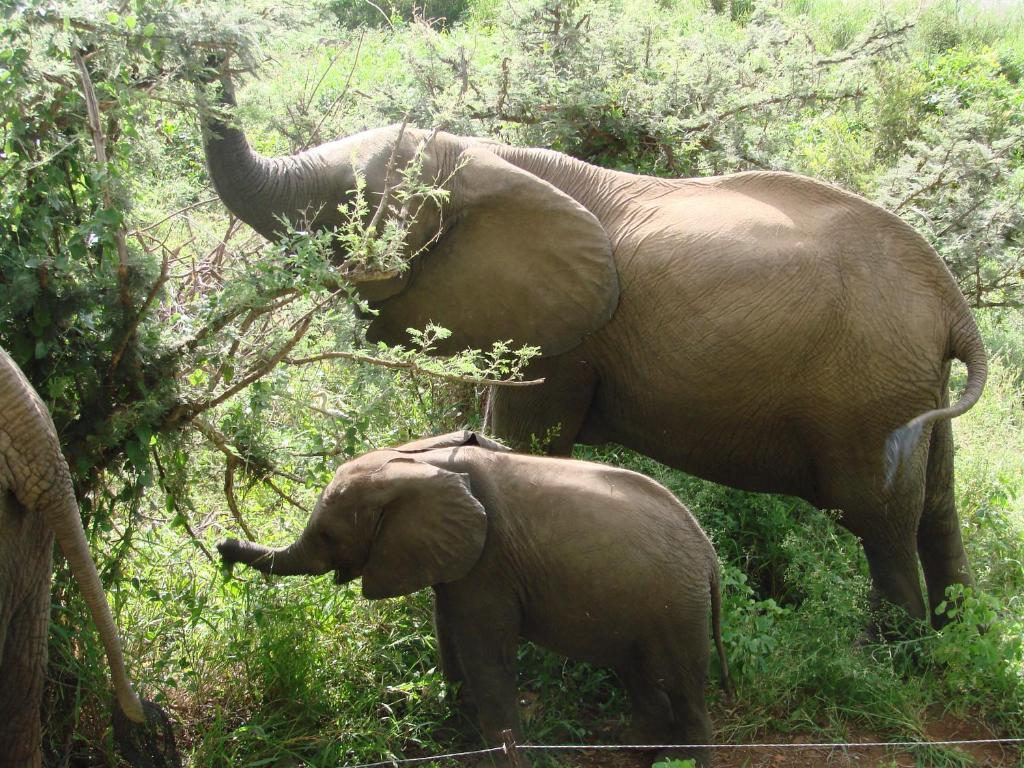 Altri animali domestici presso l'affittacamere o nei dintorni