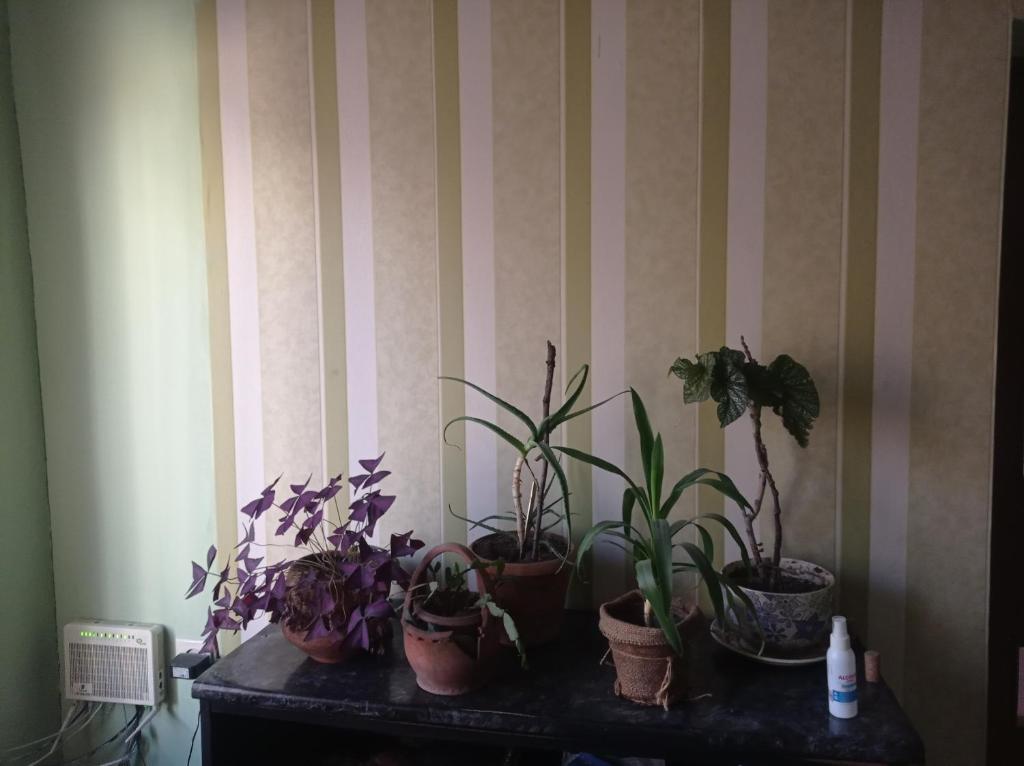 Fotografie z fotogalerie ubytování House 56 v Jerevanu