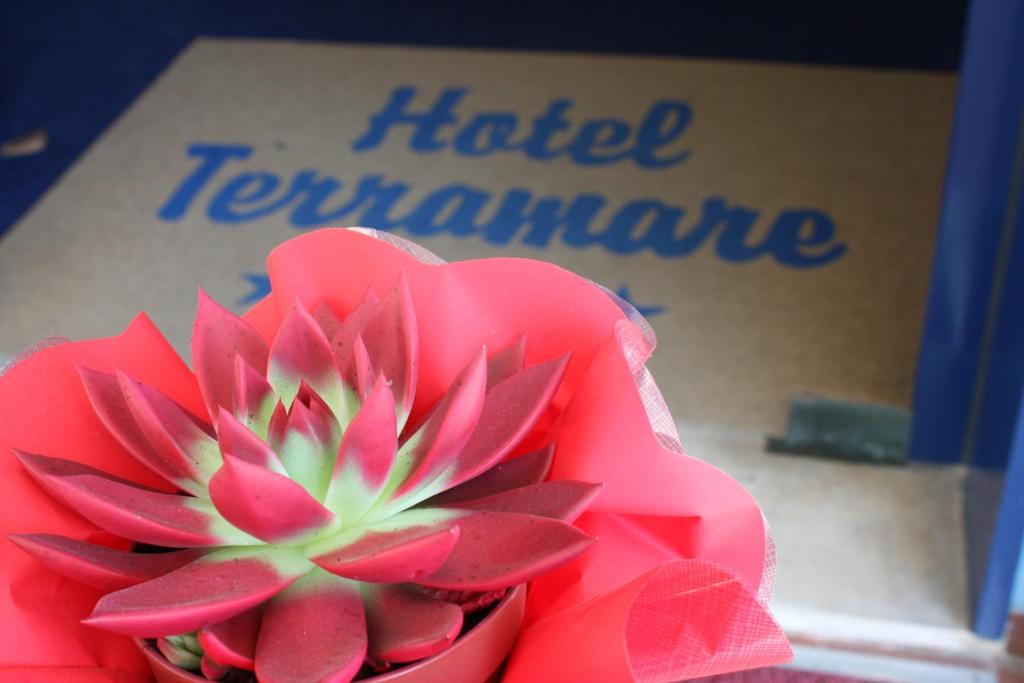 a red flower in front of a box with the words hate temperature at Hotel Terramare in Lido di Jesolo