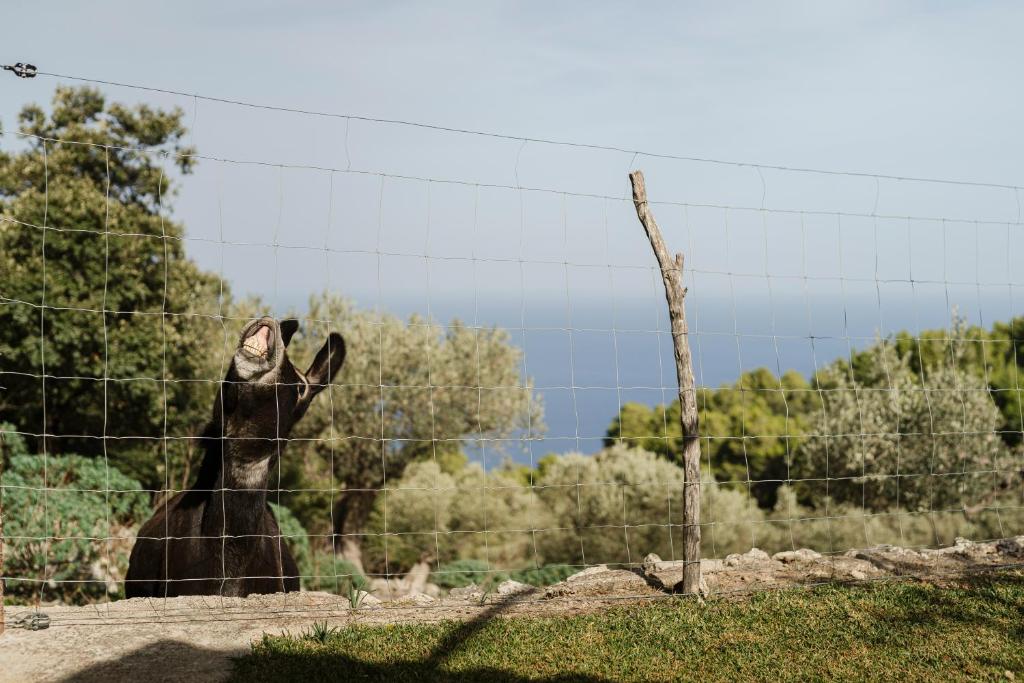 a goat standing behind a barbed wire fence at Casa Tramuntana in Valldemossa