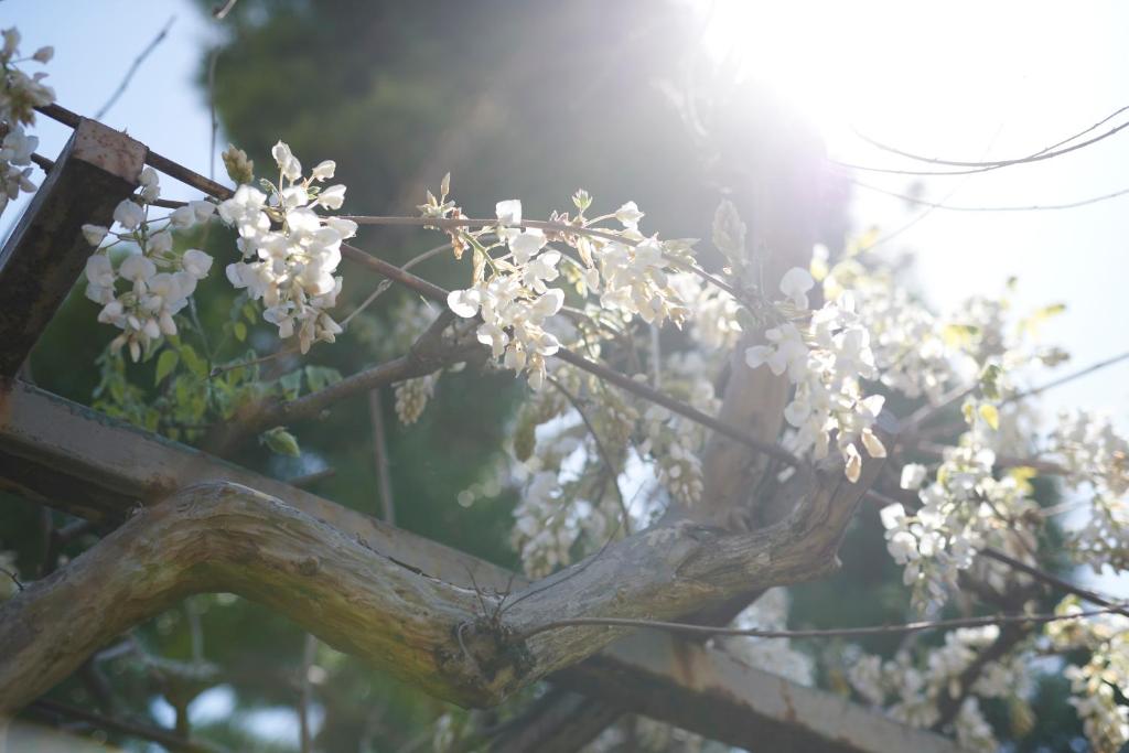 Fotografie z fotogalerie ubytování Shirafuji v destinaci Suzaka