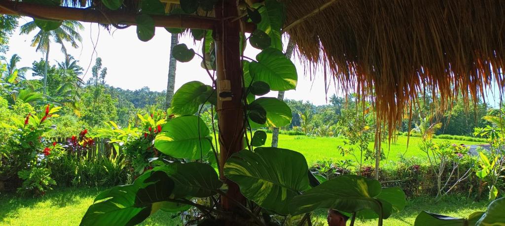 Zahrada ubytování Novia Guest House Lombok-Tetebatu