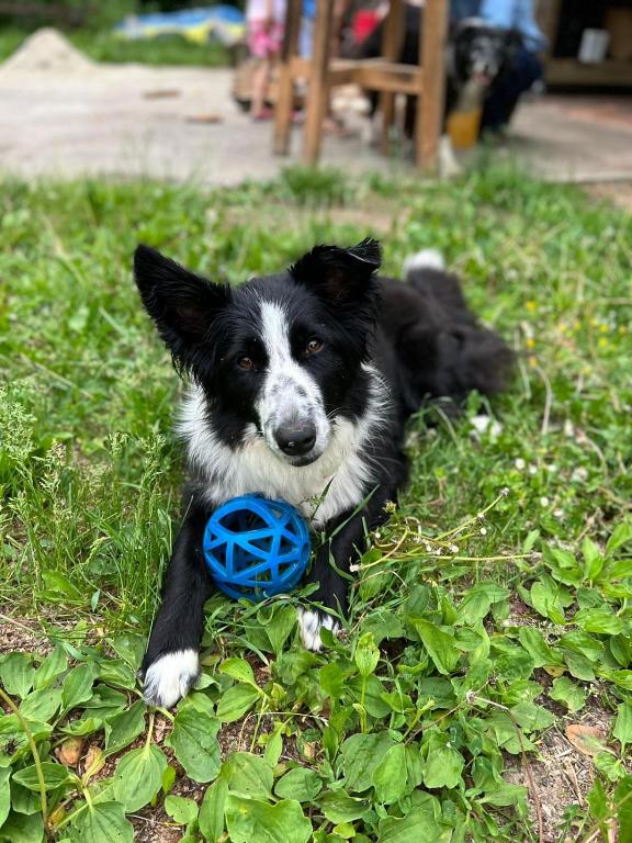 a black and white dog laying in the grass with a blue toy at Country house with a pool in Medvednica Nature Park in Zagreb