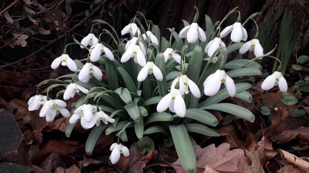 a bunch of white flowers on the ground at Country house with a pool in Medvednica Nature Park in Zagreb