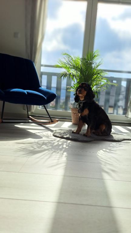 Apartamenty Bujaki Ustroń - 10