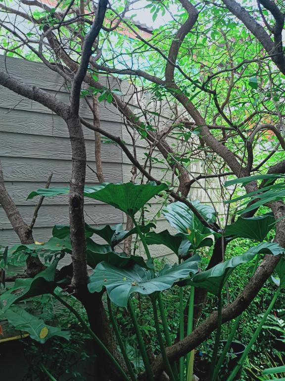 Sri Ngachang - Resim 24