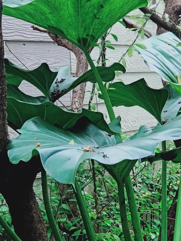 Sri Ngachang - Resim 23