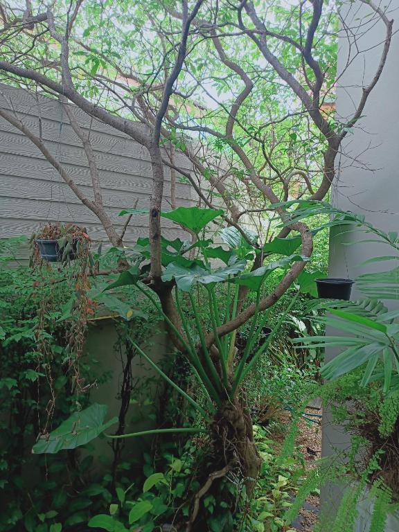 Sri Ngachang - Resim 21