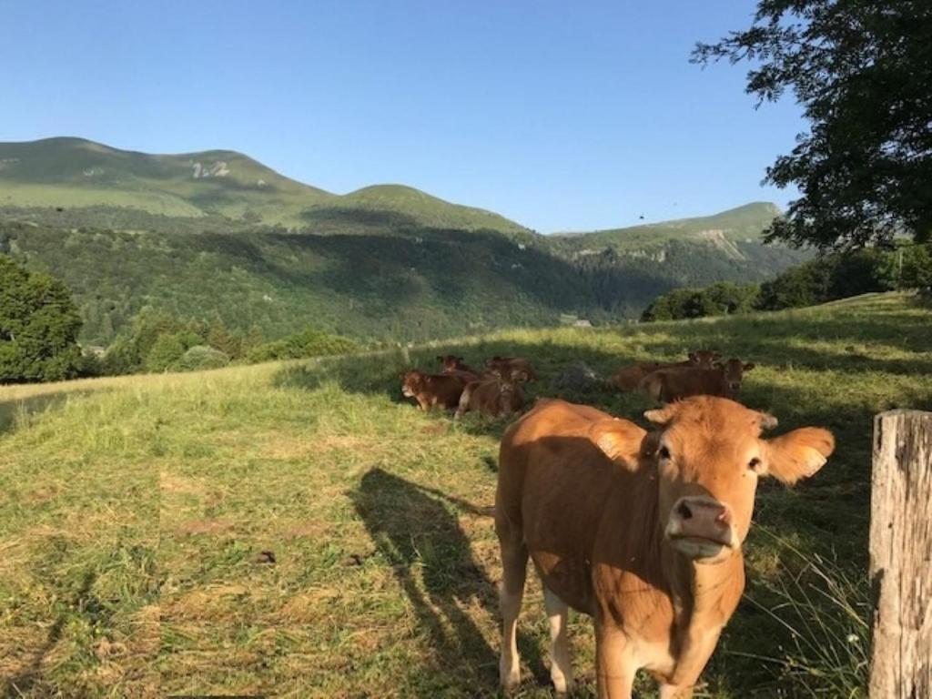 Zvieratá v apartmáne alebo blízkom okolí