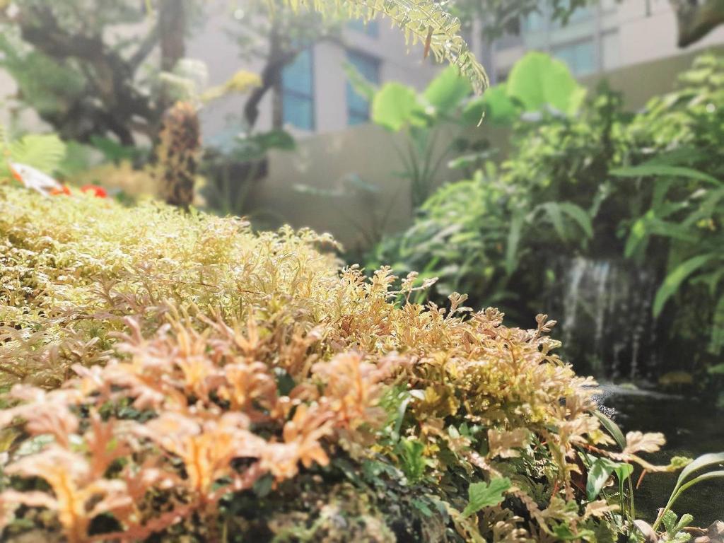 ANA Park Chiang Mai - Resim 29