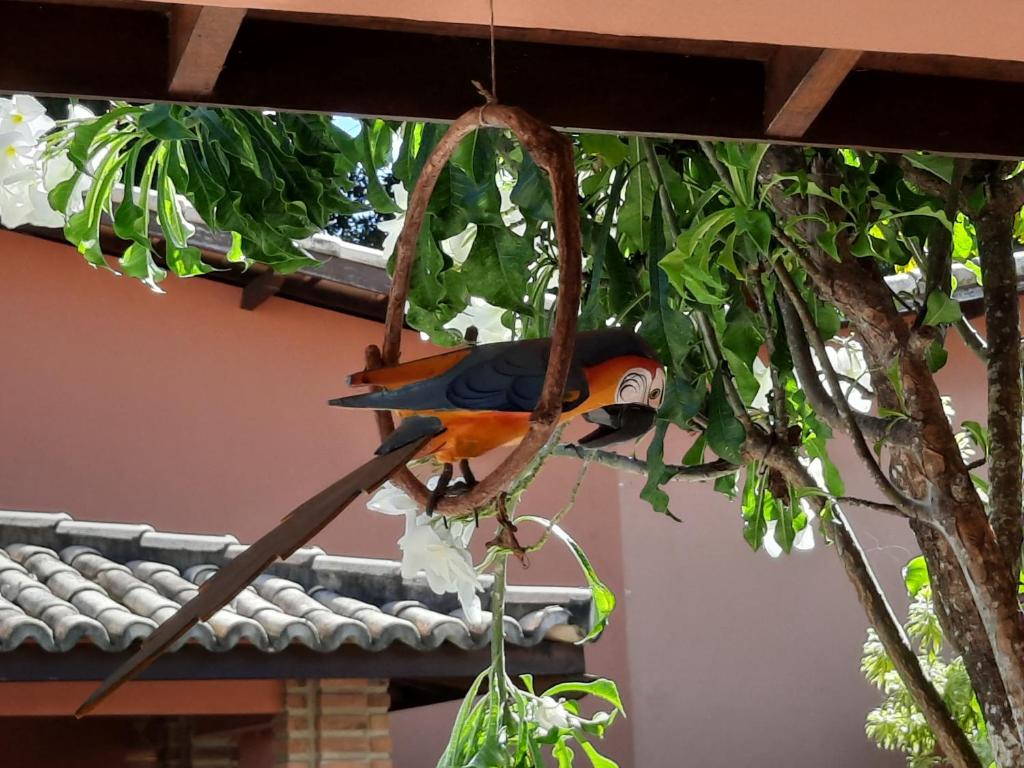 a bird perched on a branch of a tree at Vila Santa Fé in Porto Seguro