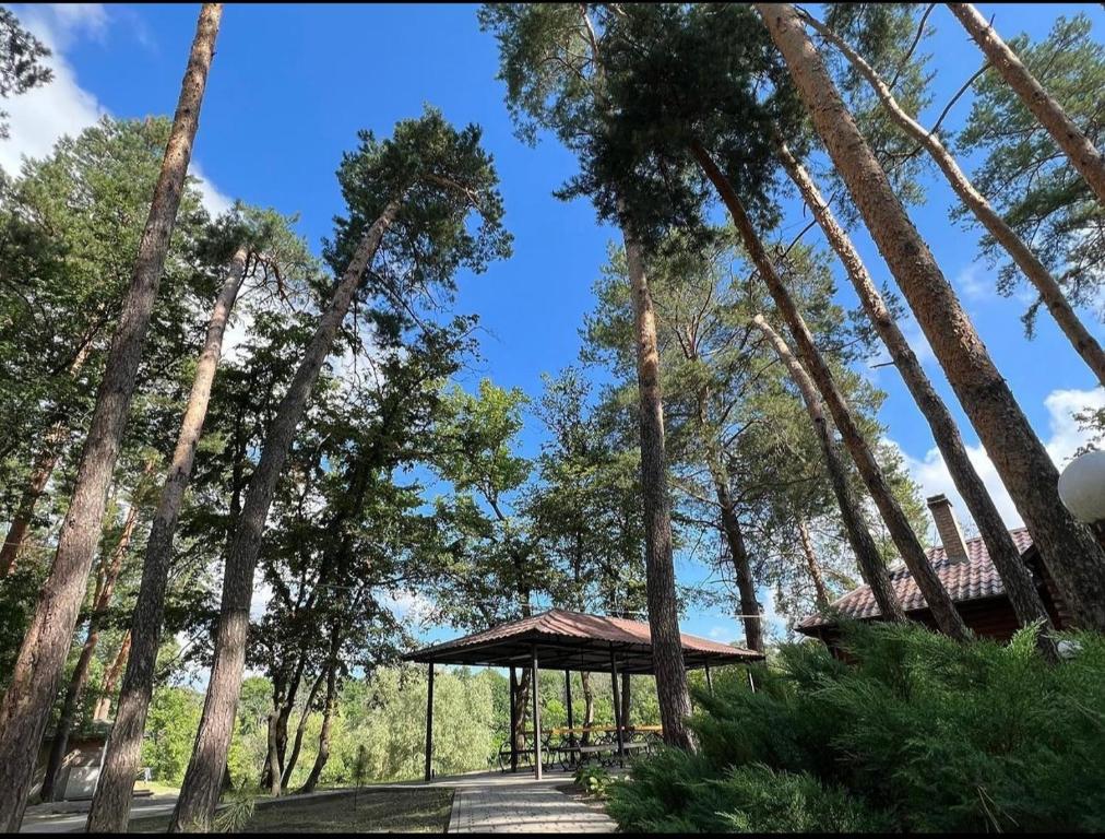 einen Pavillon inmitten eines Waldes von Bäumen in der Unterkunft База відпочинку «Павлоградець» in Orlovshchina