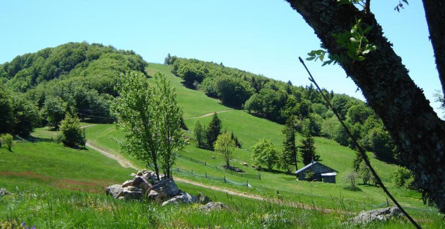 a green hill with a house on the side of it at Le Nid Douillet in Plancher-Bas