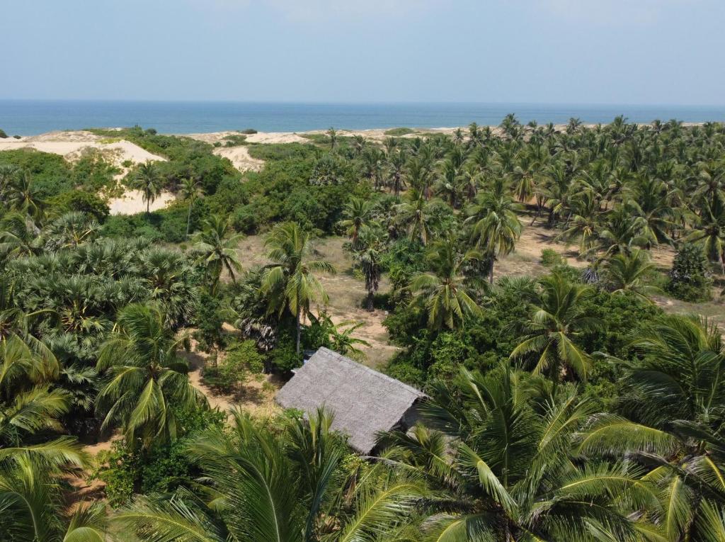 een uitzicht vanuit de lucht op een plantage van palmbomen bij Plastic Bottle House - Dune Towers in Kalpitiya
