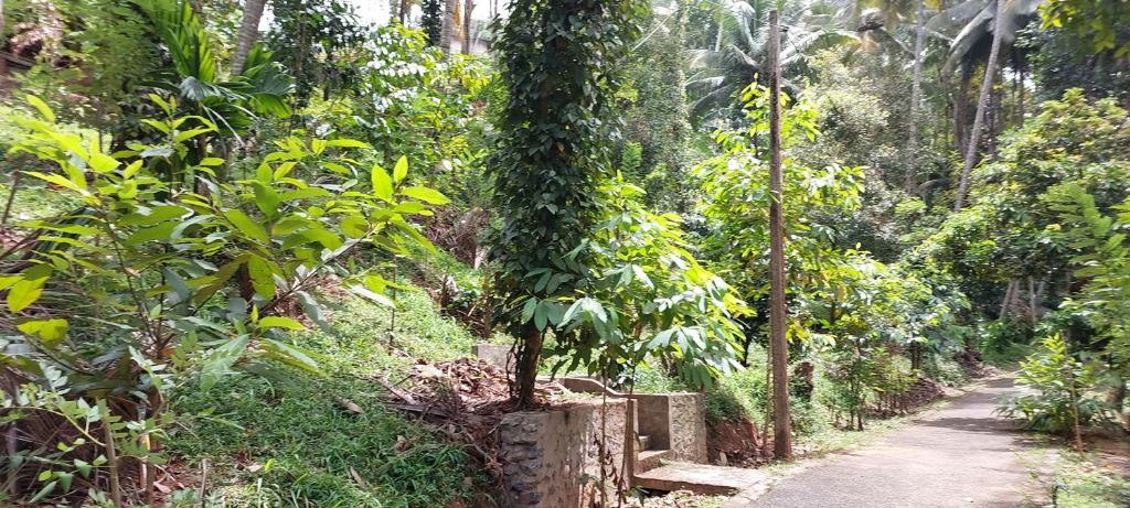 Zahrada ubytování Windy Ridge Kandy