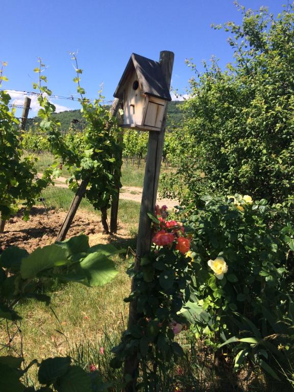 Gite Le Mandlé – photo 59
