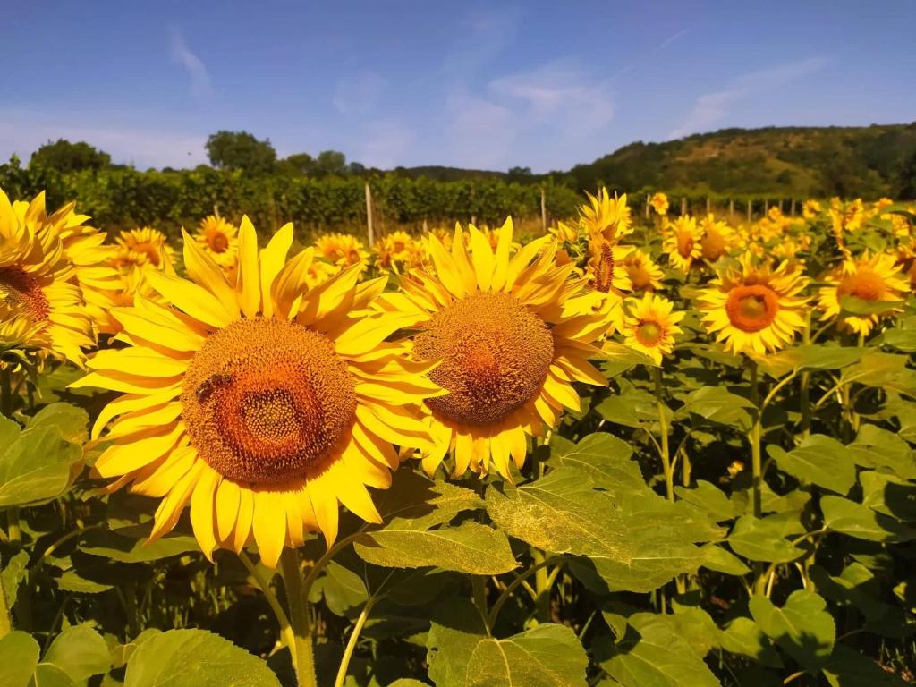 a large field of sunflowers in a field at Prázdninový dům na Jižní Moravě in Kyjov