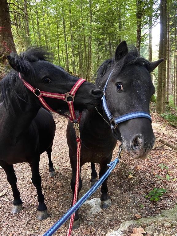 Zvířata v apartmánu nebo okolí