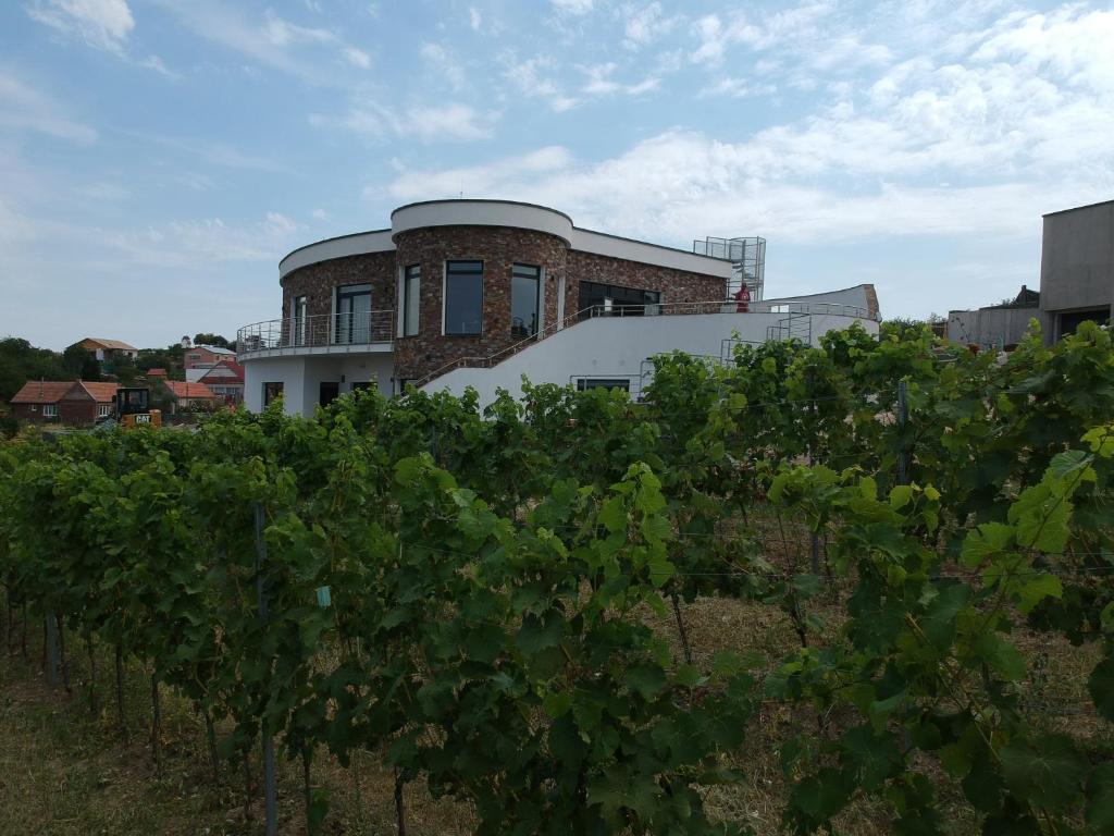 a building behind a vineyard with a bunch of vines at Johannesberg in Zaječí