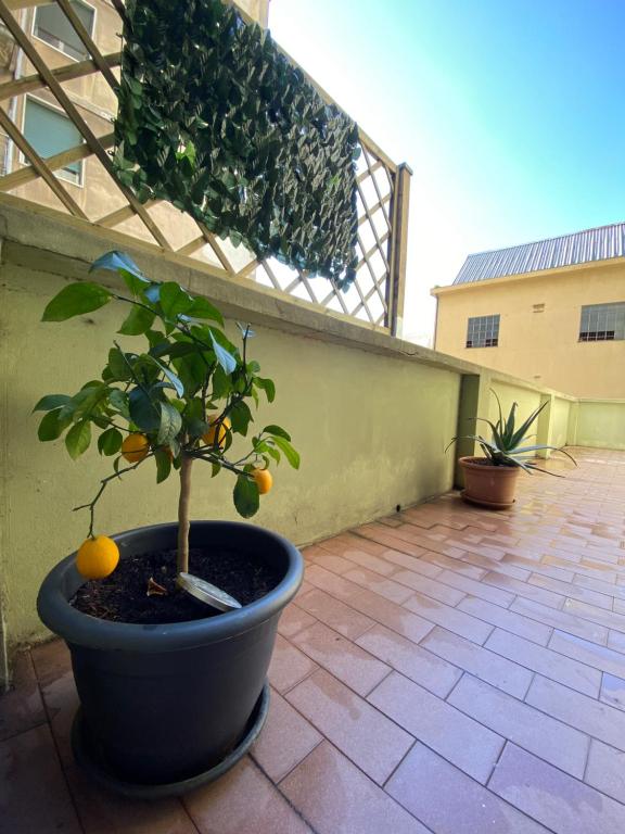 einen Orangenbaum in einem Topf auf einer Terrasse in der Unterkunft Home Fiumara in Genua