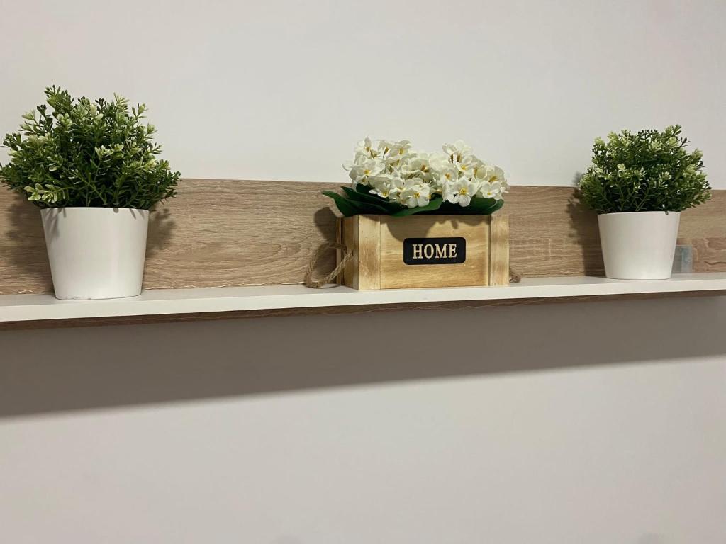 Tres plantas en macetas en un estante con un cartel de casa. en Mateos, en Murcia