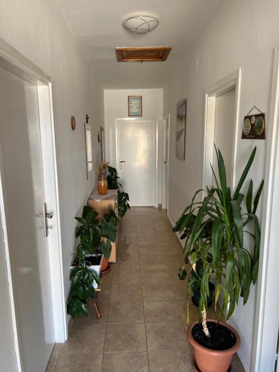a hallway with potted plants in a room at Apartment Ivanka in Senj