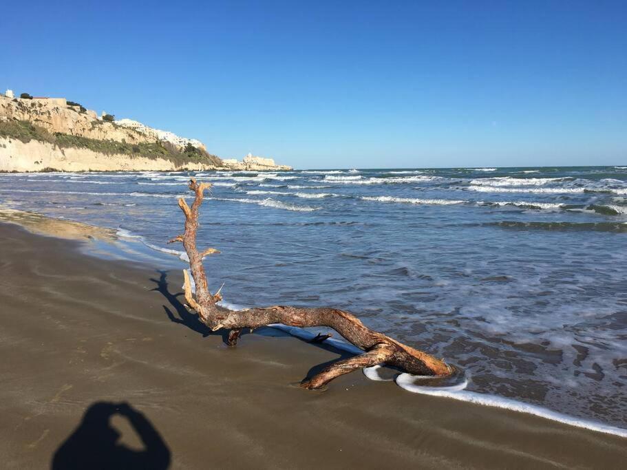 een tak die uit het zand op het strand steekt bij Medieval terraced house in Vieste Vecchia in Vieste