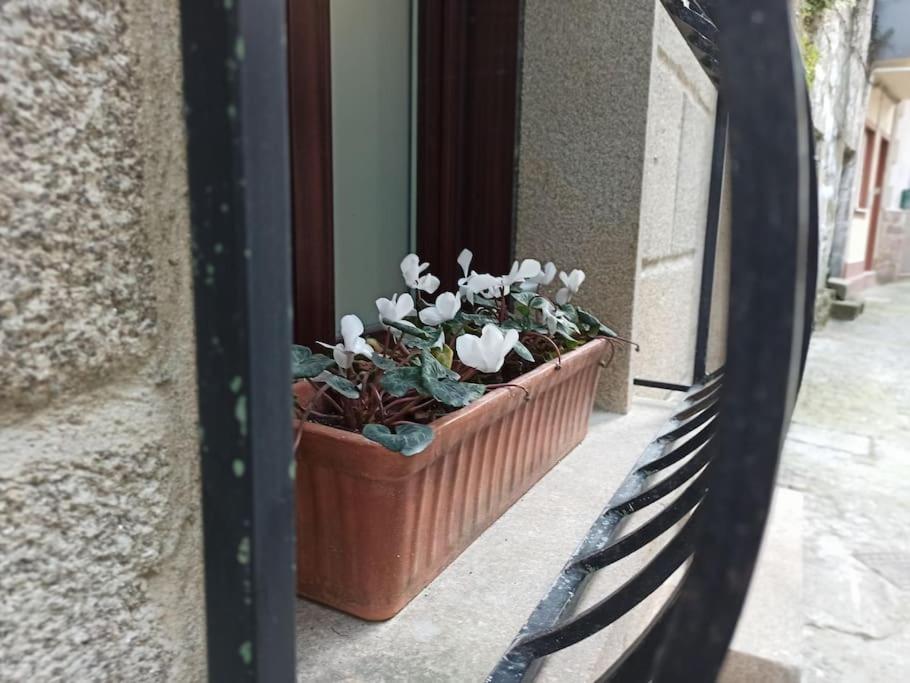 a pot of white flowers in a window at La Casita del Camino in Redondela