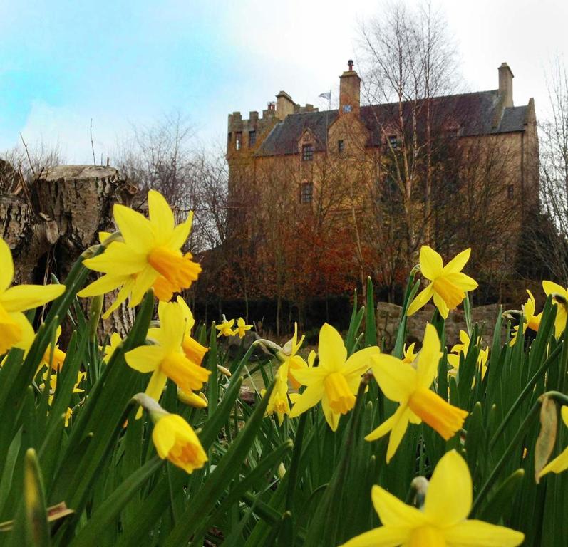 a field of yellow flowers with a castle in the background at The Manor at Plane Castle in Falkirk