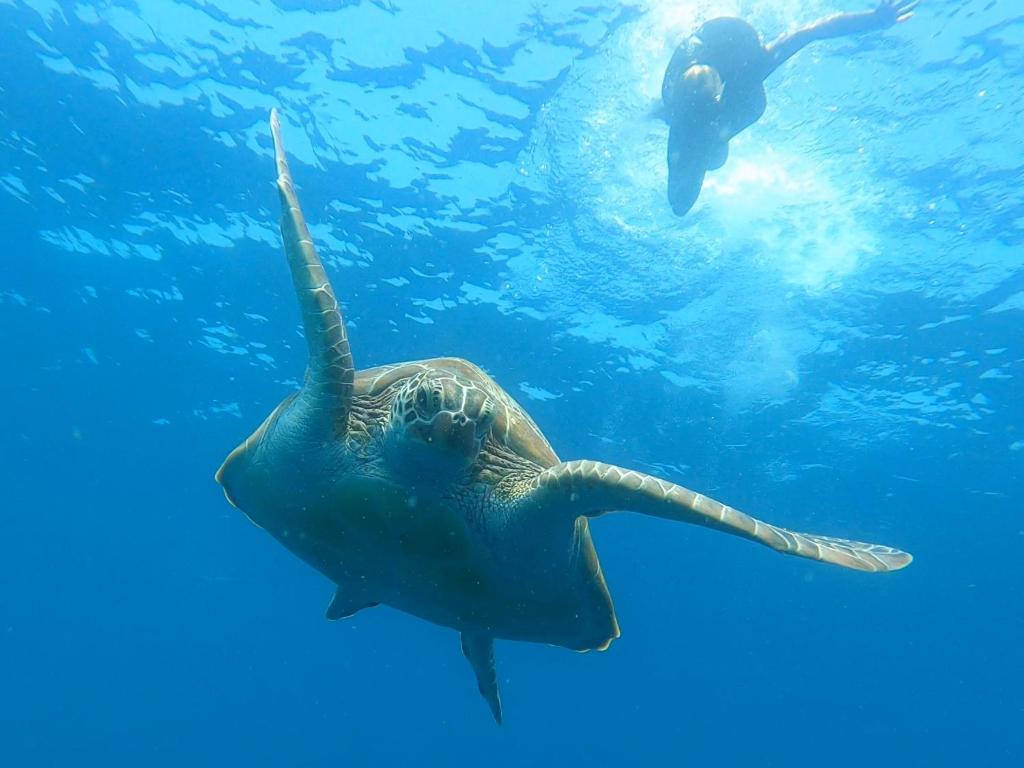 una tortuga marina verde y un buzo en el agua en Dhangethi INN, en Dhangethi