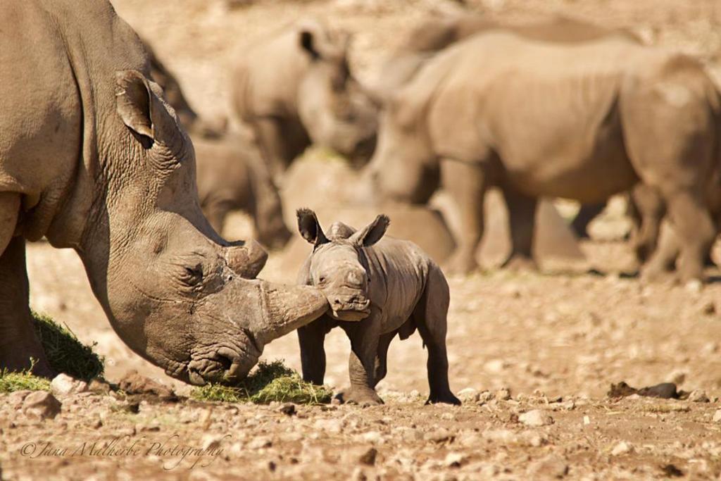 un petit rhinocéros debout à côté d'un troupeau d'éléphants dans l'établissement Kifaru Luxury Lodge, à Outjo