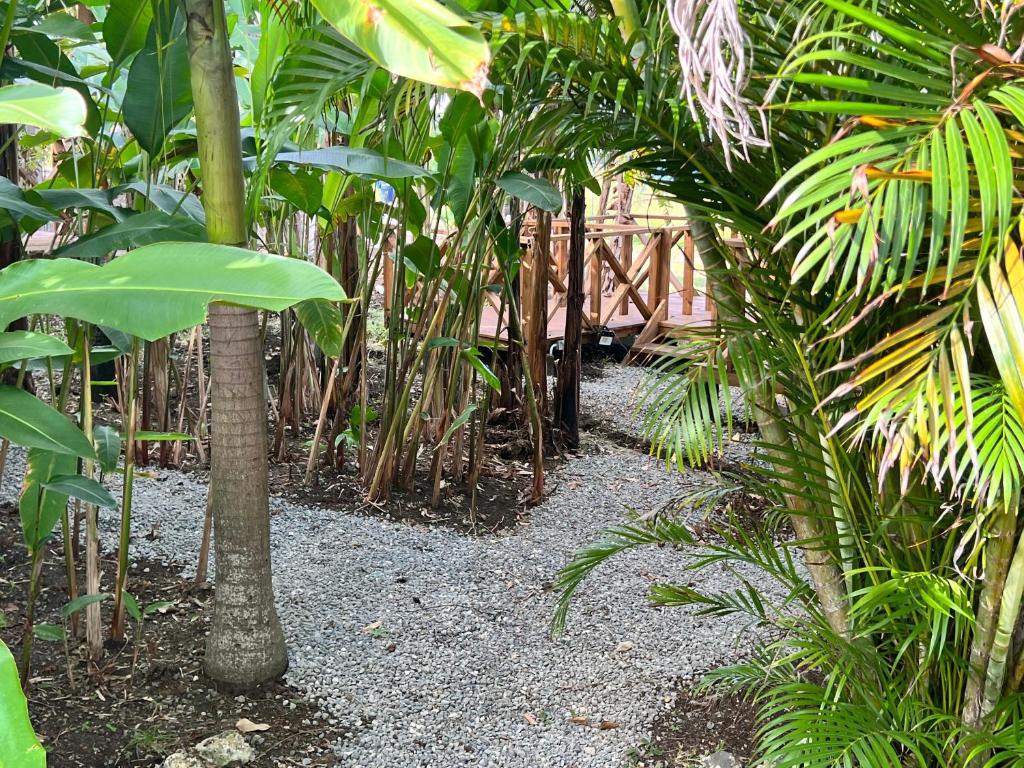 Zahrada ubytování Jamaica Colors Hotel and Eco-Retreat