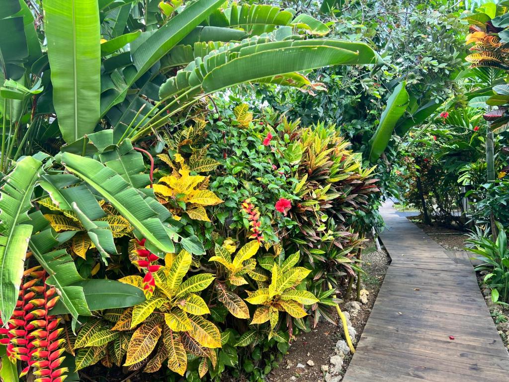 Zahrada ubytování Jamaica Colors Hotel and Eco-Retreat
