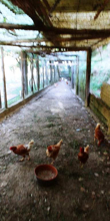 Fotografie z fotogalerie ubytování Agricamping Ponteraggio n.1 v destinaci Dolceacqua