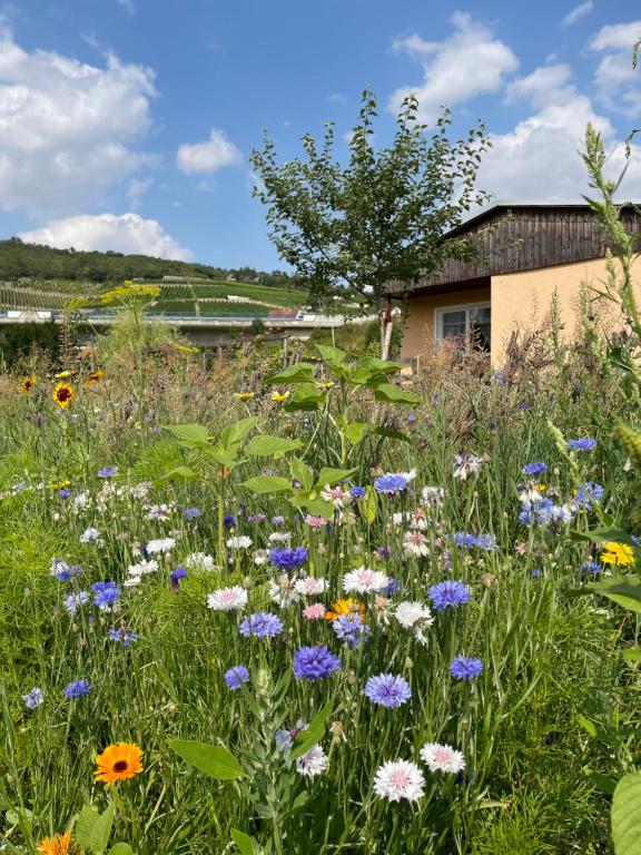 um campo de flores em frente a um edifício em Ferienhaus Gutedel em Freyburg