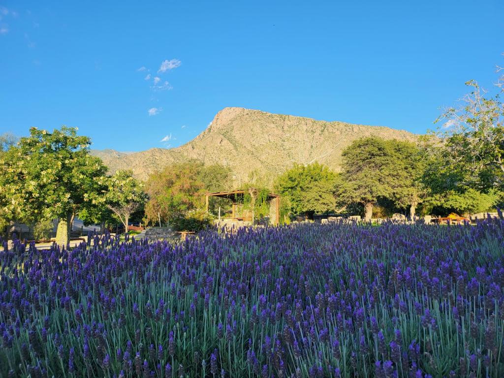 ein Feld lila Blumen mit einem Berg im Hintergrund in der Unterkunft CASAS Viñedos de Cafayate Alquiler Temporario in Cafayate