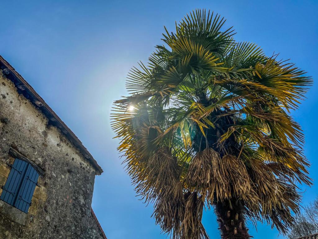 una palmera frente a un edificio en Domaine du Banaret - authentic stone house at the heart of Périgord Vert, en Bussière-Badil