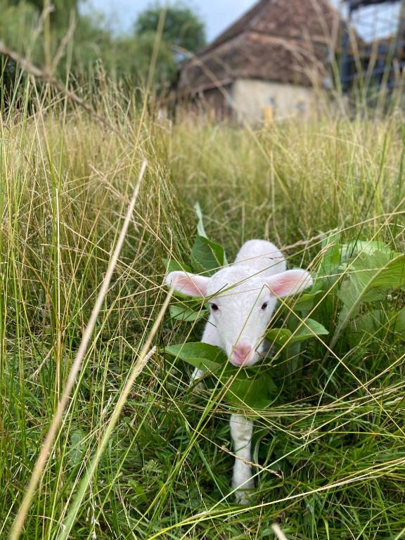 Zahrada ubytování Domaine Labouroume