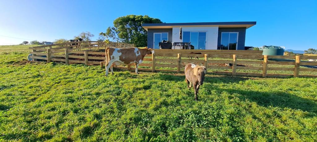 dwie krowy stojące na polu obok płotu w obiekcie Country Comfort - only 10 minutes from Hamilton CBD w mieście Hamilton