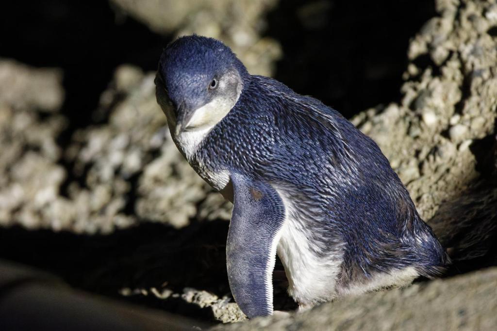 Kingsdown Manor B&B Timaru - Resim 9