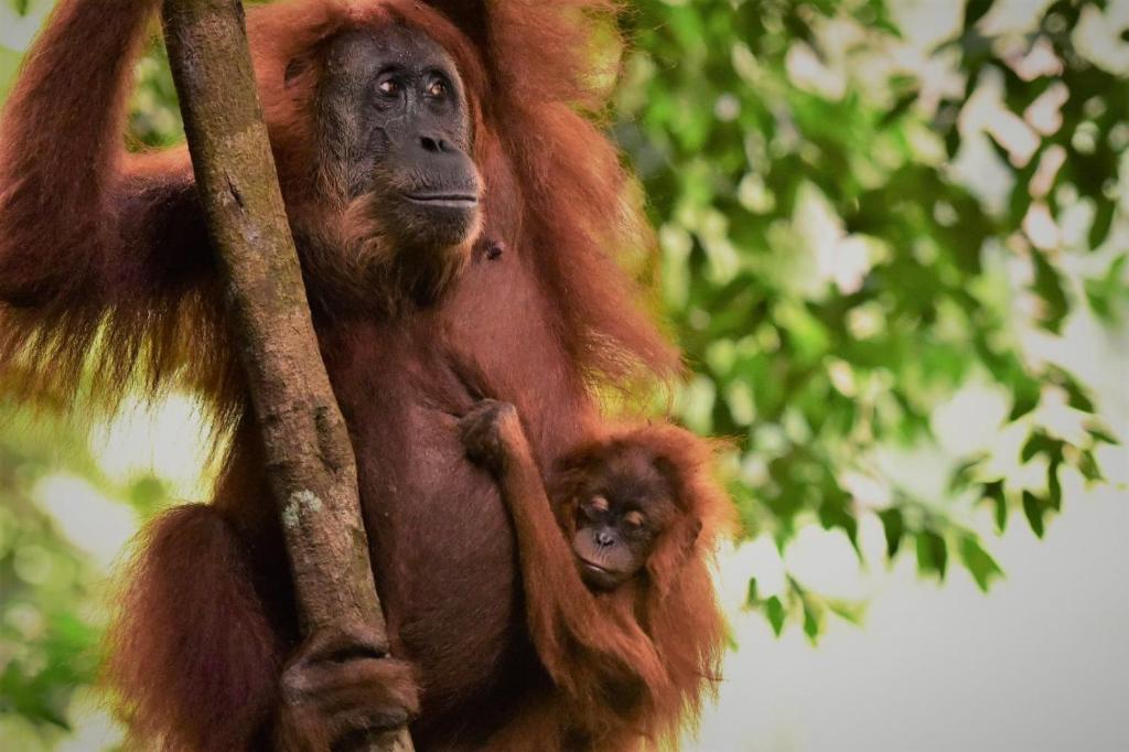 una scimmia appesa ad un albero con una scimmietta di Lucky Bamboo'Bungalows-Resto and Orangutan Jungle Trekking Tours a Bukit Lawang