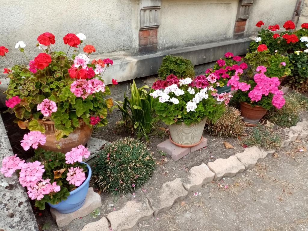 Un bouquet de fleurs en pots sur le sol dans l'établissement appartement du pont de la seine, à Troyes