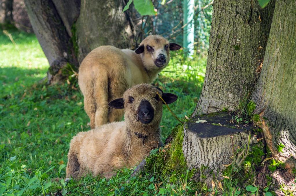 Zvieratá v penzióne alebo blízkom okolí