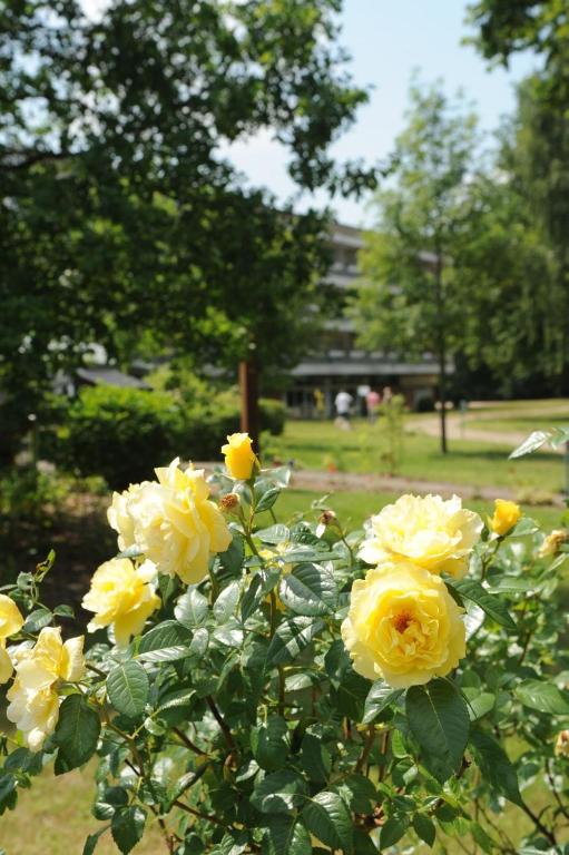 Müggelseeperle - Resim 8