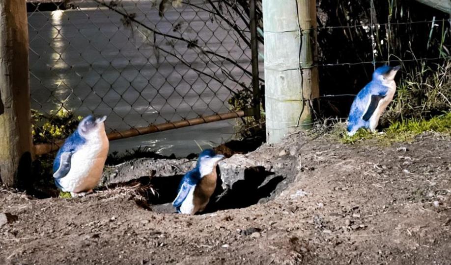 Zahrada ubytování Rosies Place