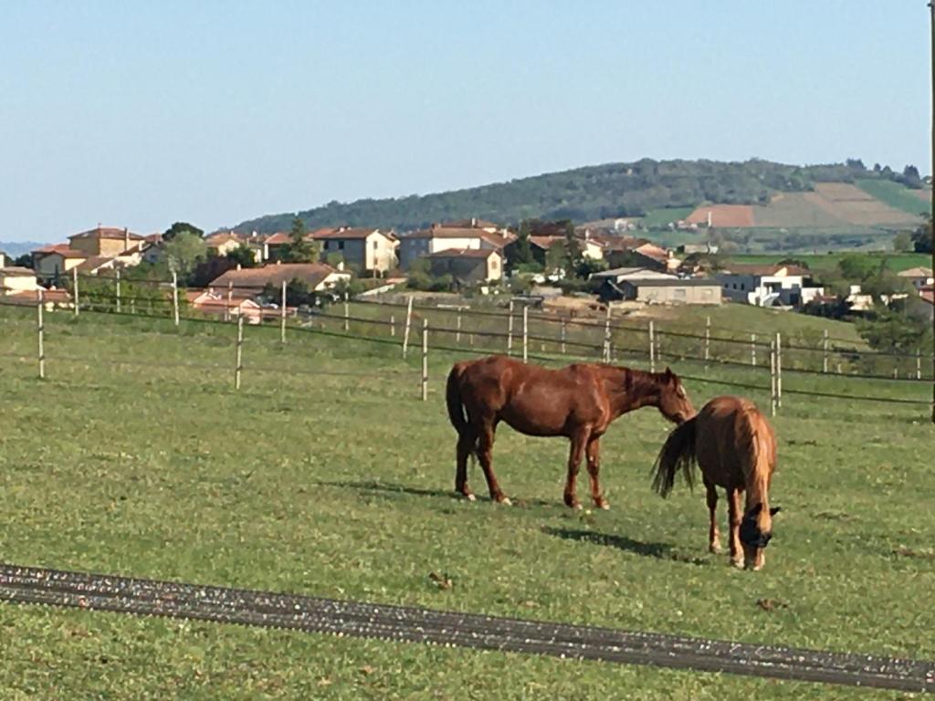 two horses standing in a field of grass at Domaine de la Poyat in Légny