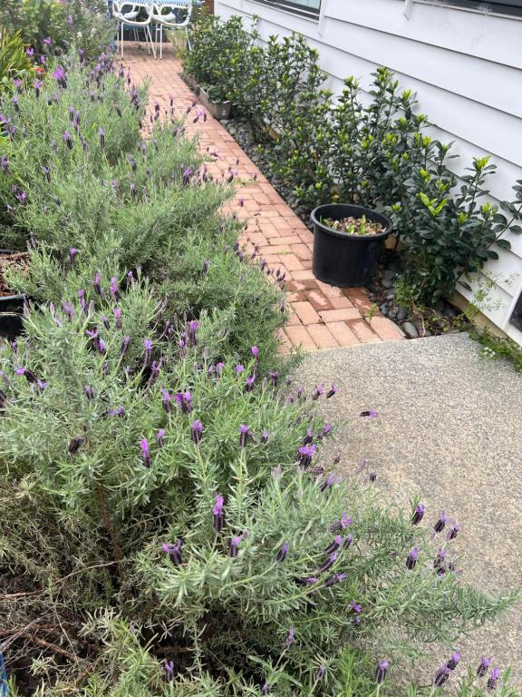 Auckland One Tree Hill Coby Suite - Resim 36