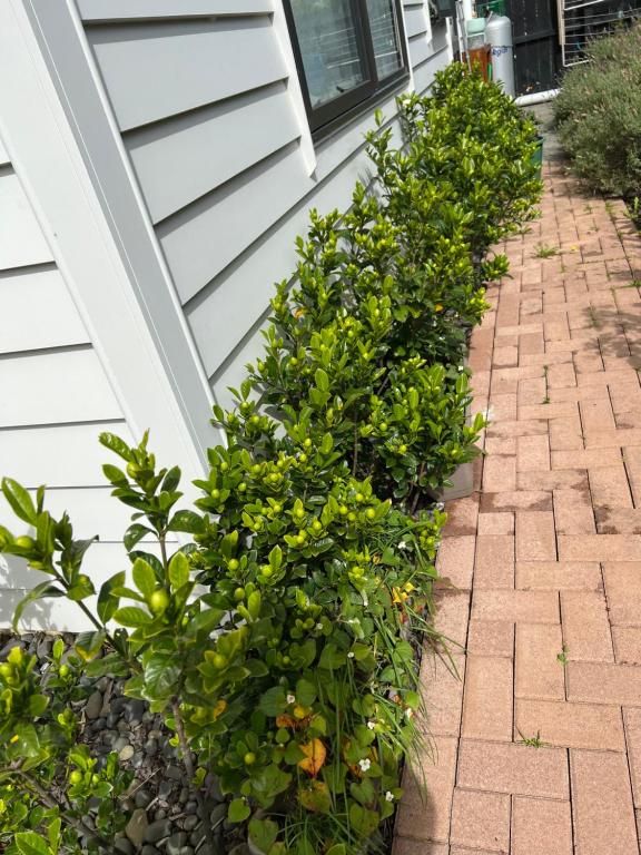 Auckland One Tree Hill Coby Suite - Resim 35